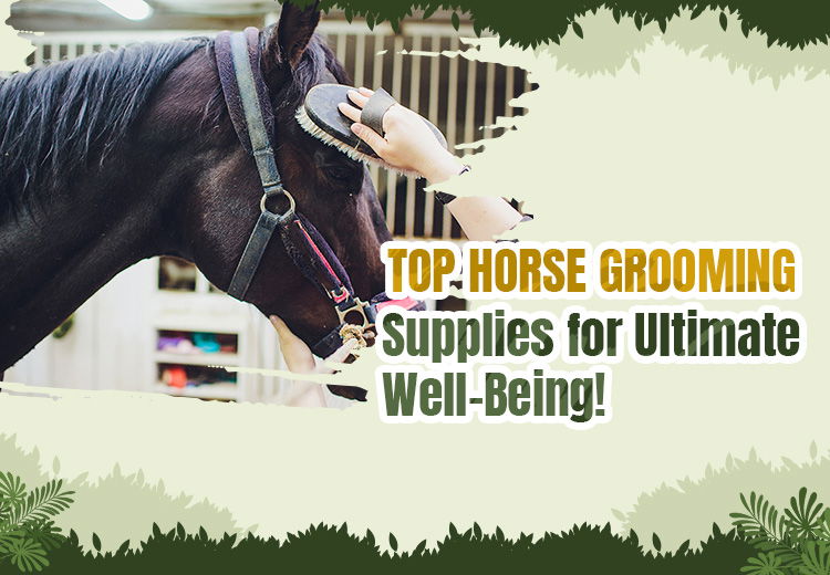 Top Horse Grooming Supplies for Ultimate Well-Being!